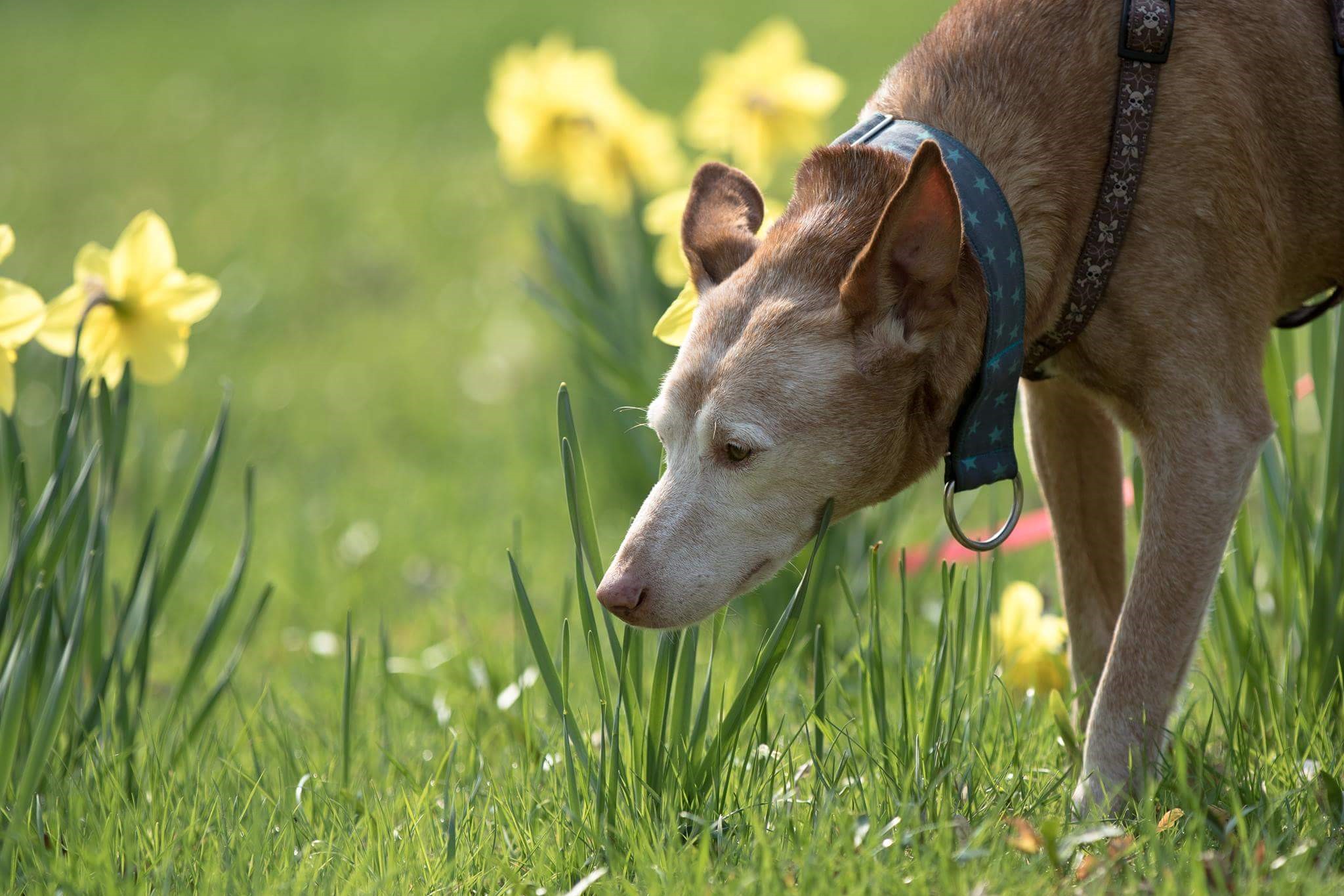 Maikes Podenco Andaluz Flake schnüffelt auf einer Wiese mit gelben Blumen