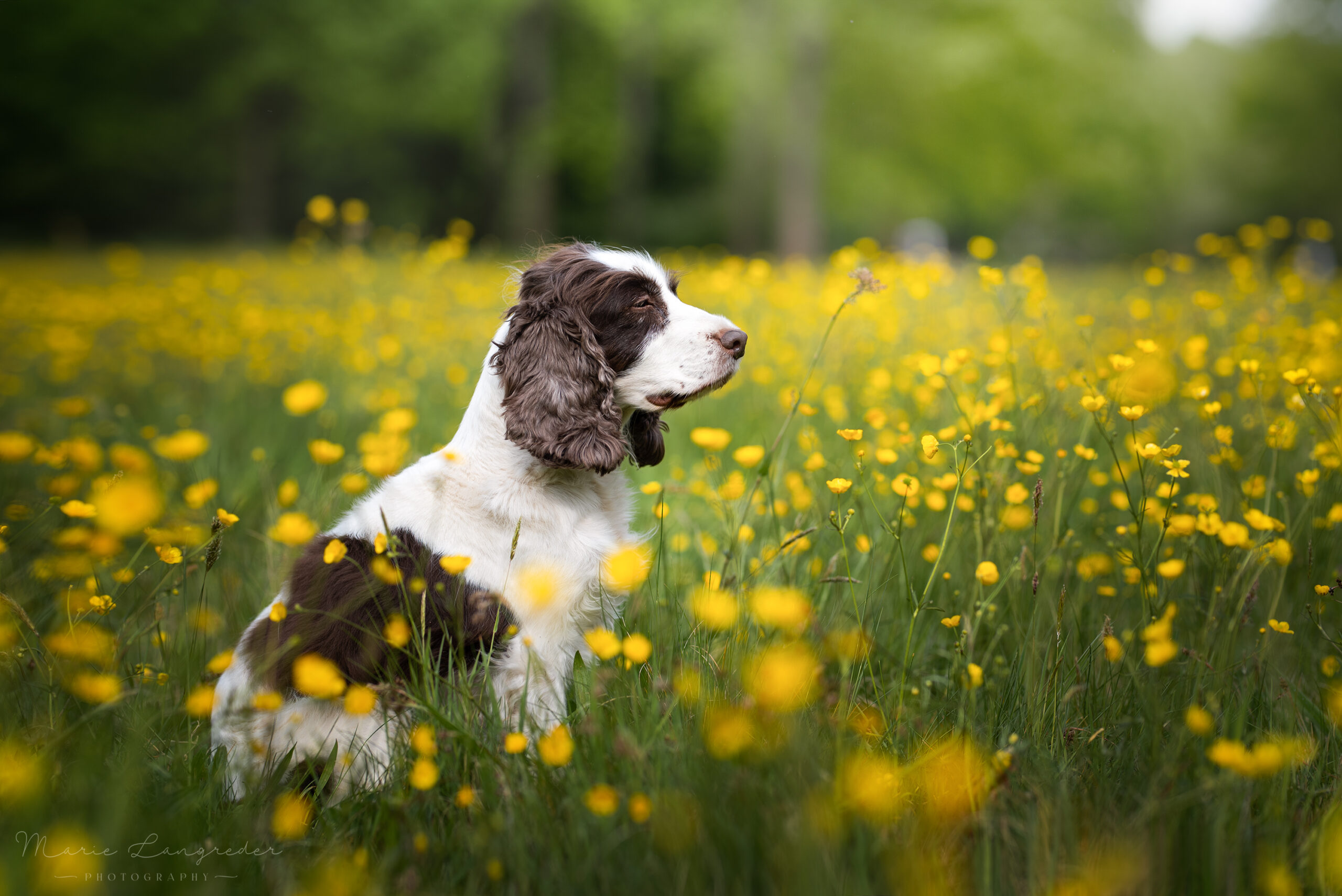 Jette, Cocker Spaniel, braun-weiß, sitzt auf einer Wiese mit Butterblumen