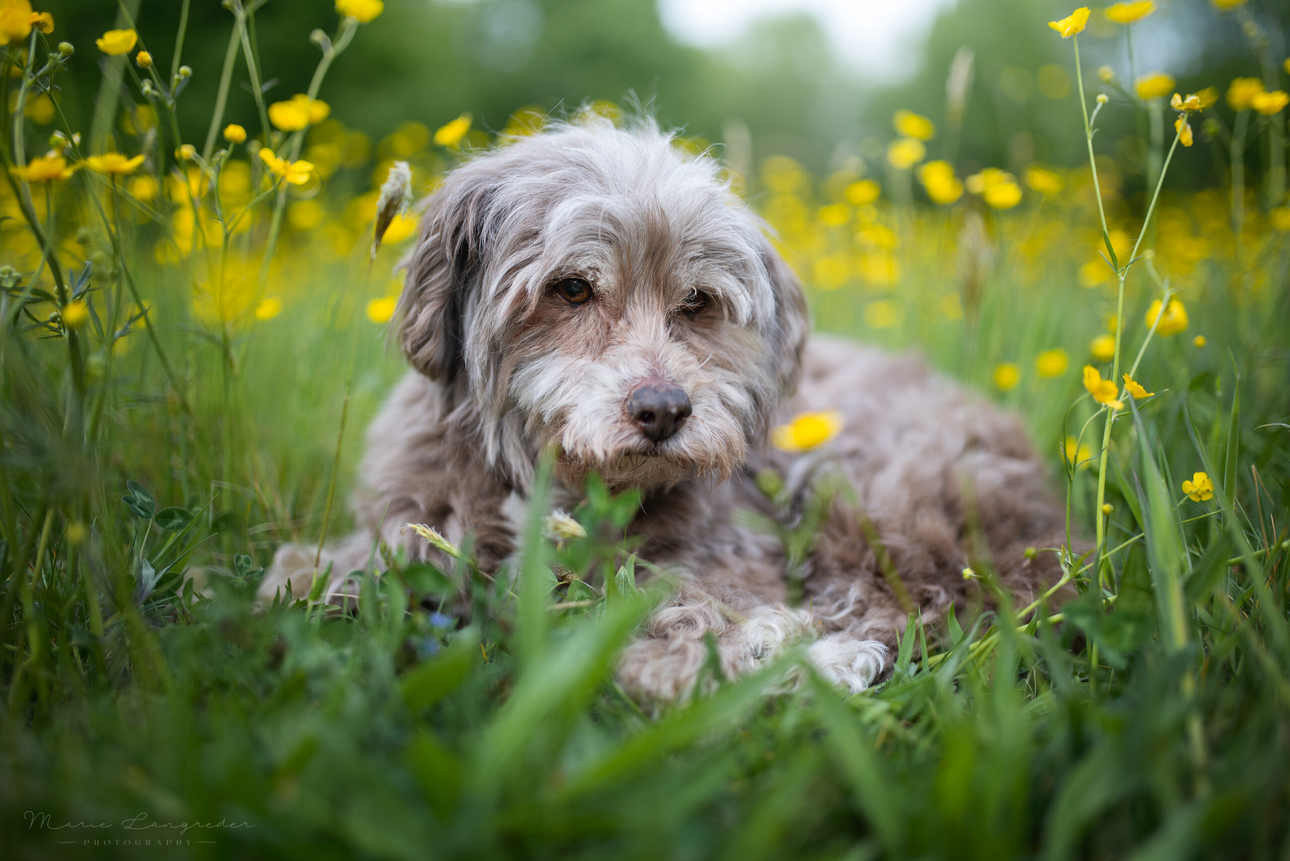 Lilly Havaneser-Mix, liegt auf einer Wiese mit Butterblumen