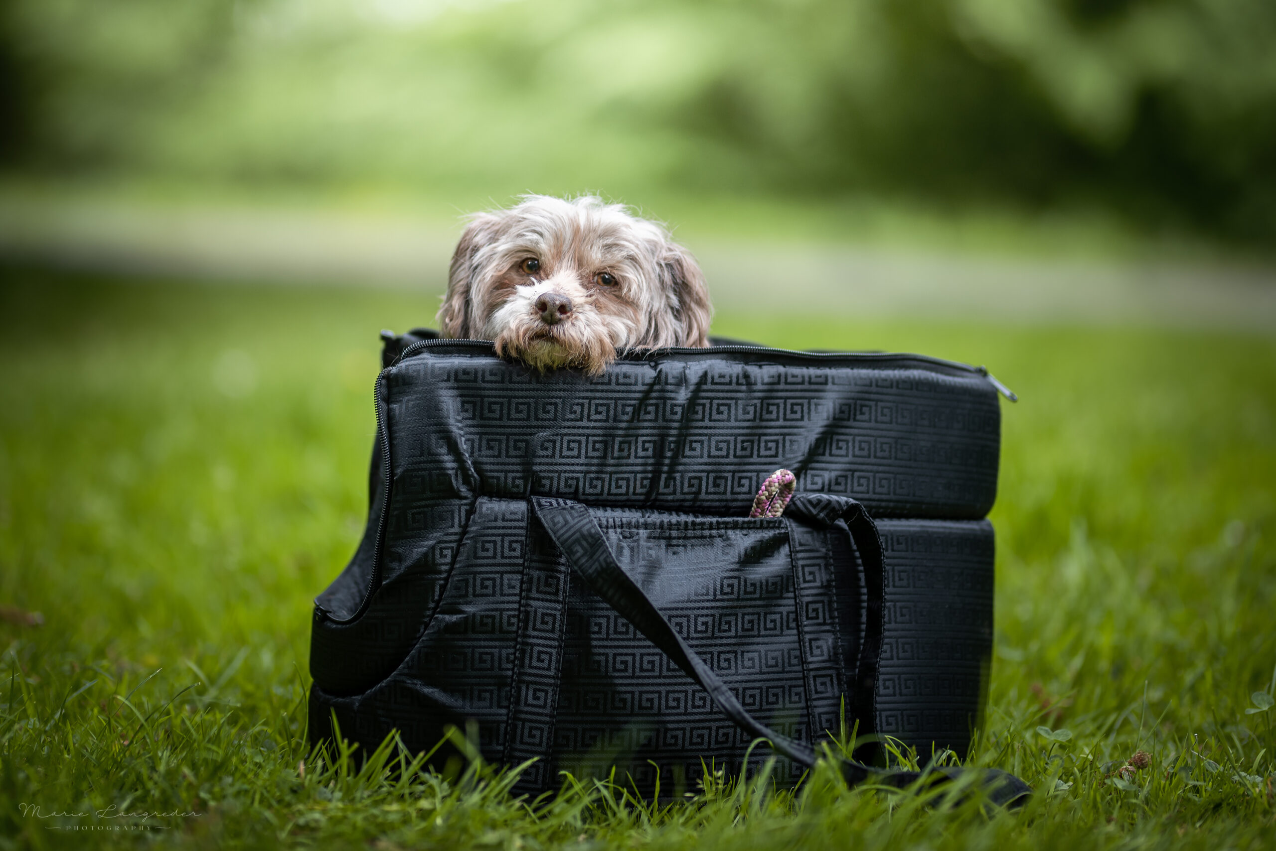 Maikes Hündin Lilly schaut aus einer HundeTasche